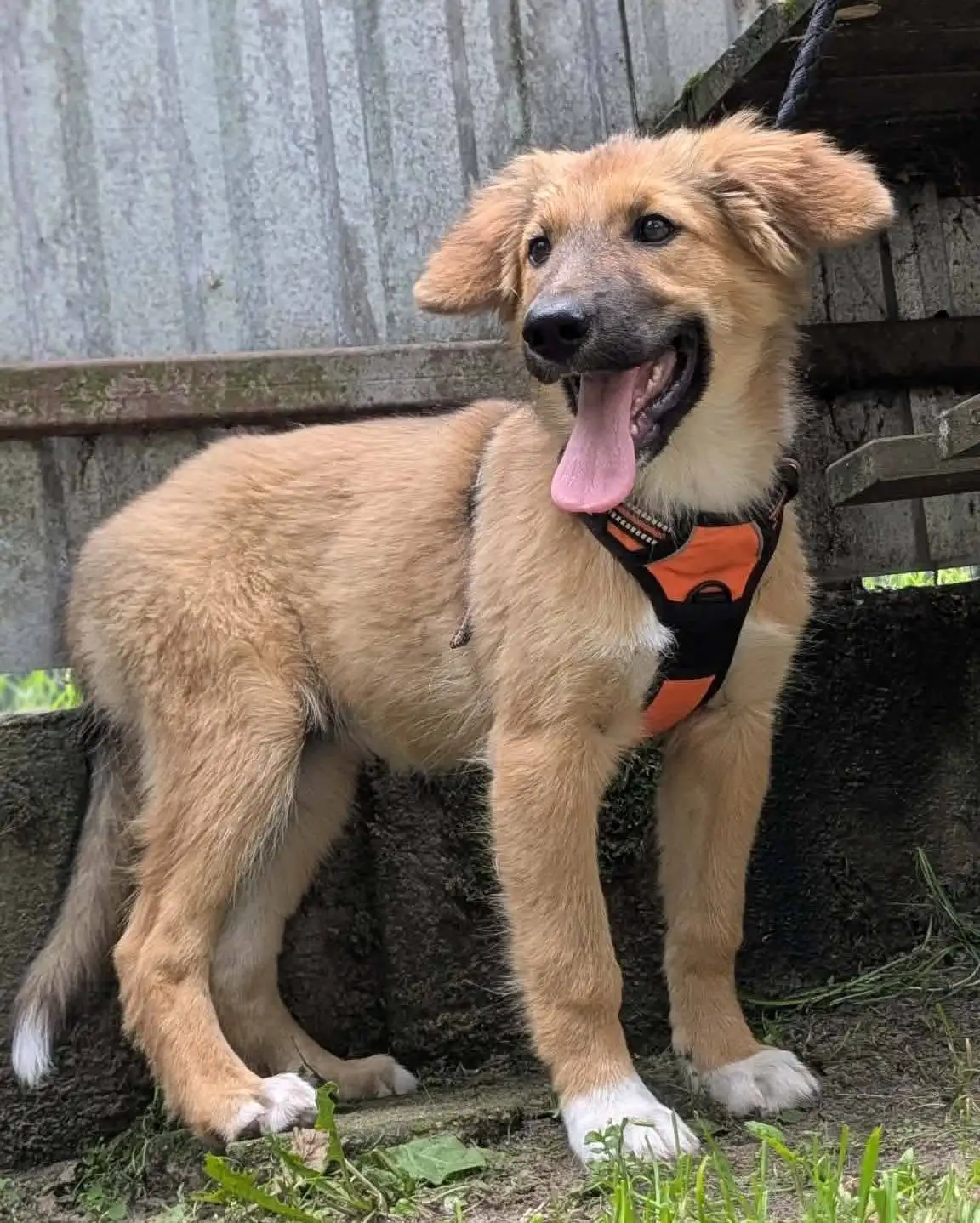 Roma