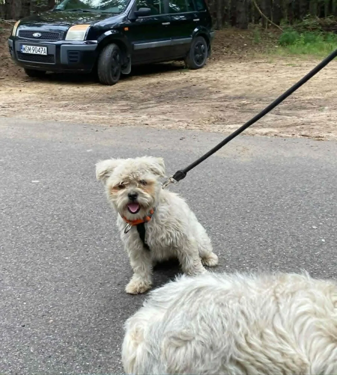 Yoshi