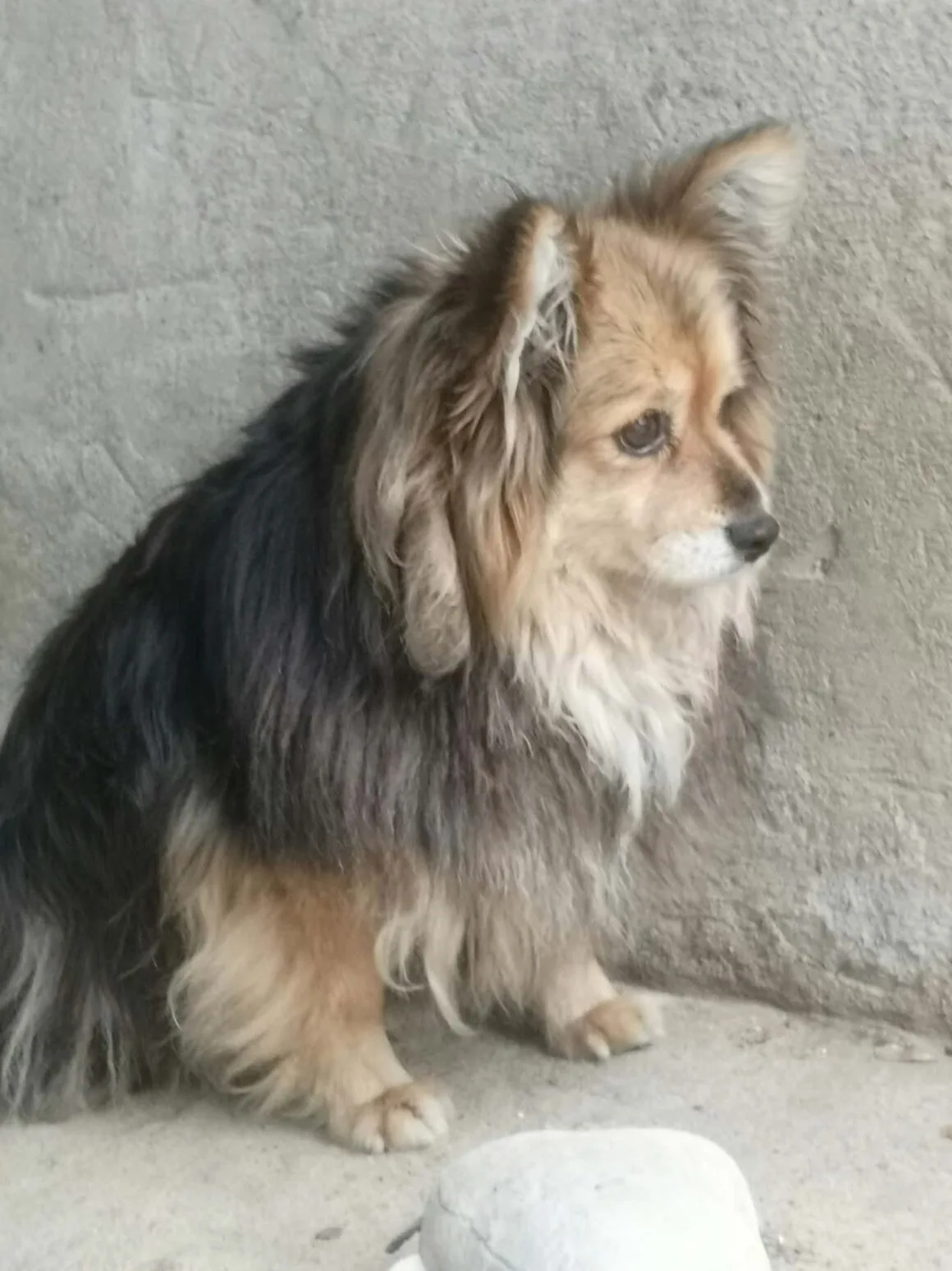 Kulka