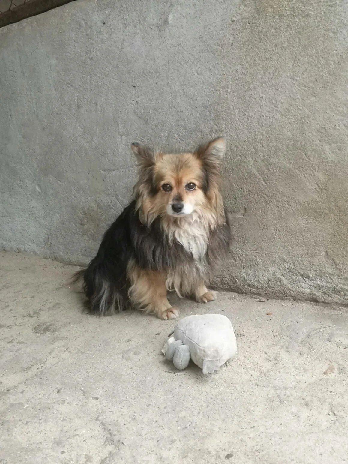 Kulka