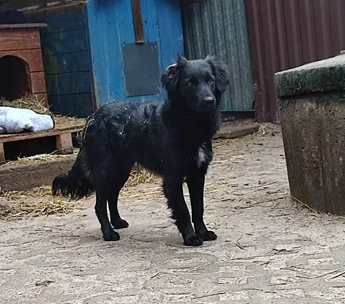Bubu