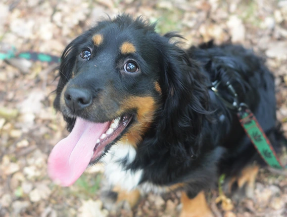Milo
