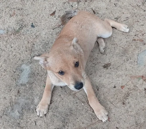Mimi