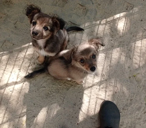 458224593_2390354161305461_4034130576920007826_n Koda i Koko