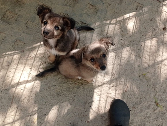 458224593_2390354161305461_4034130576920007826_n Koda i Koko