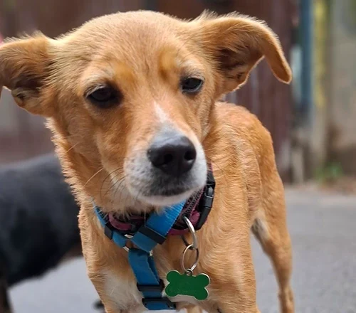 Tobi