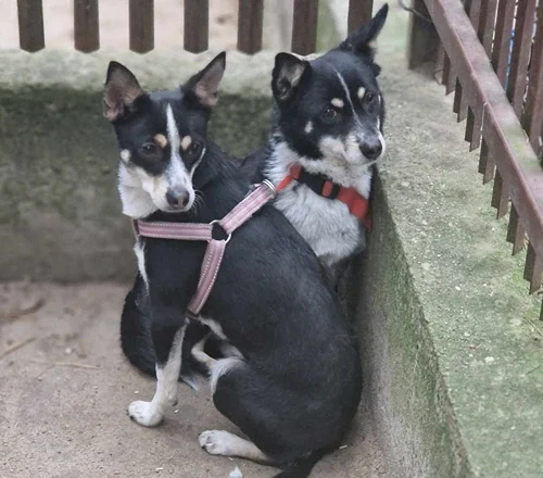 Nastka i Lara