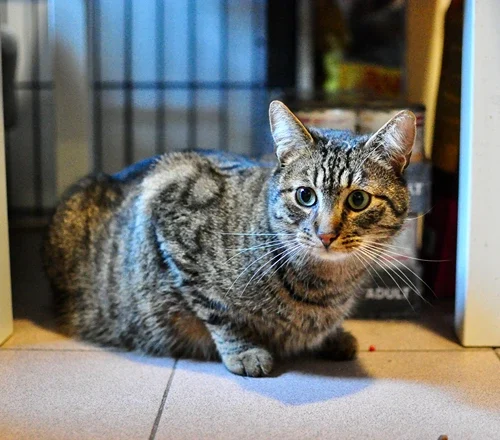 Miałek