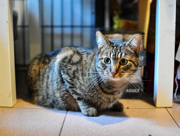 Miałek