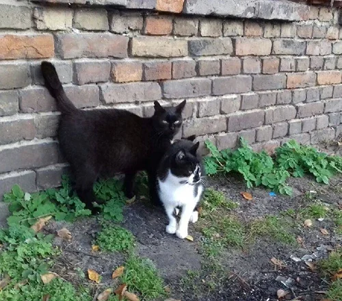 Kotki z Grodziska