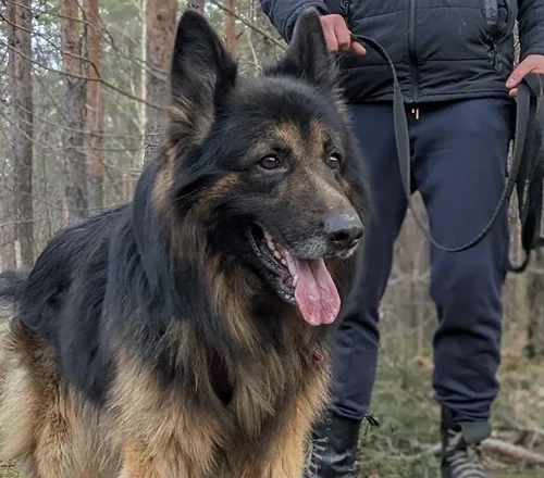 Igor