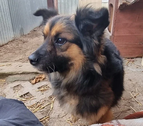 Pajo