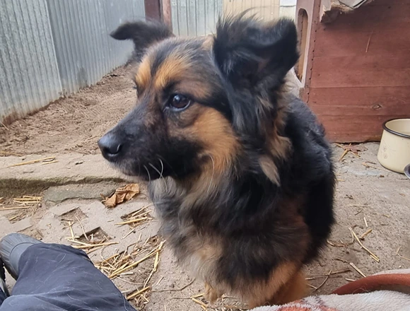 Pajo