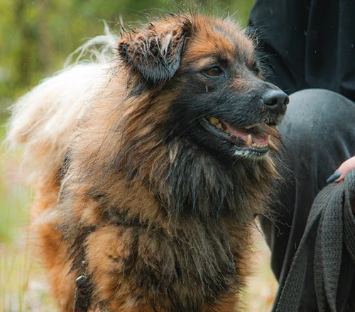 Drako
