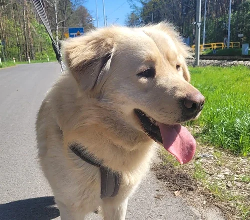 Ares