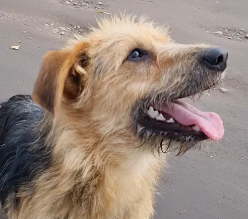 Borys