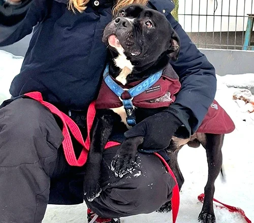 Tyson