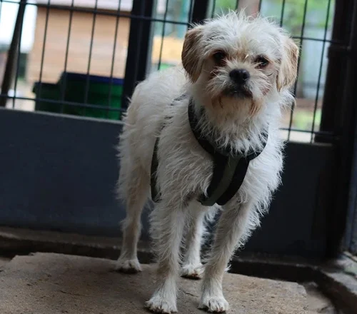 Scrappy