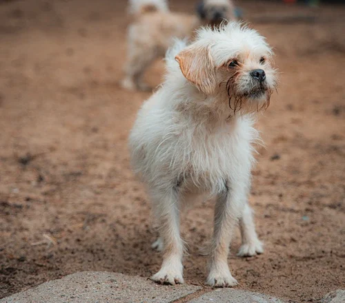 Scrappy