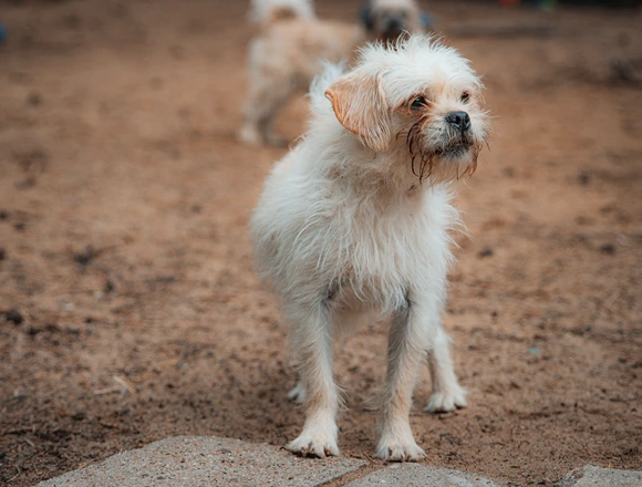Scrappy
