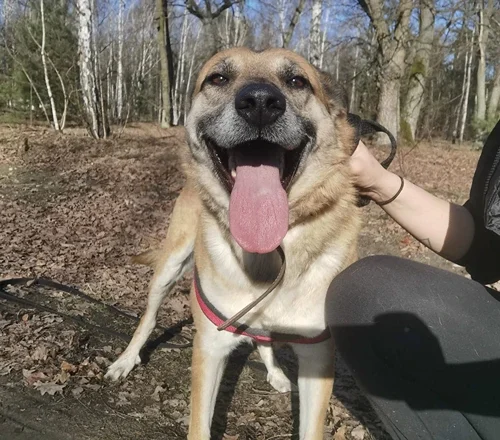 Buli