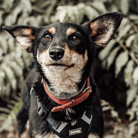 Duke