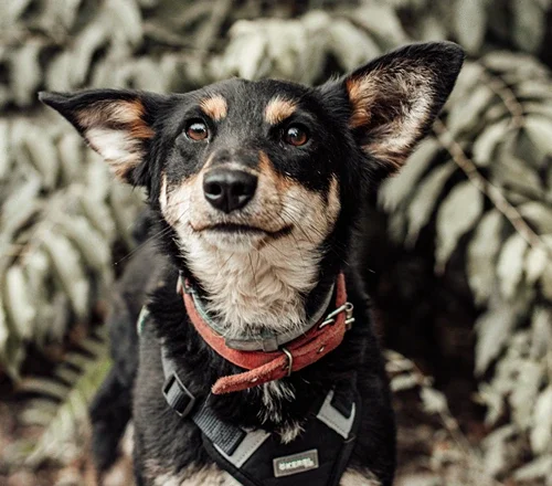 Duke