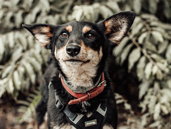 Duke