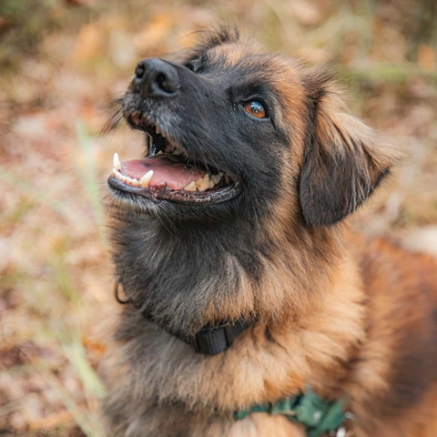 Drako