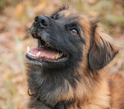 Drako
