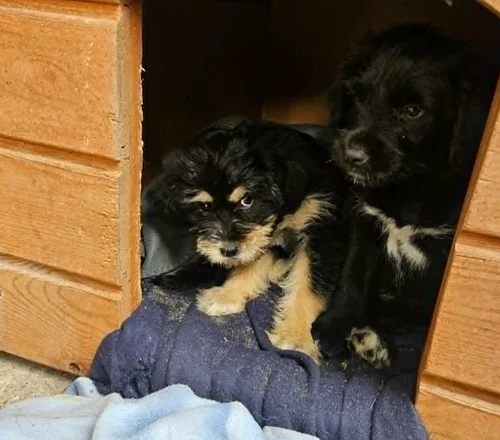 Kalina i Kobi