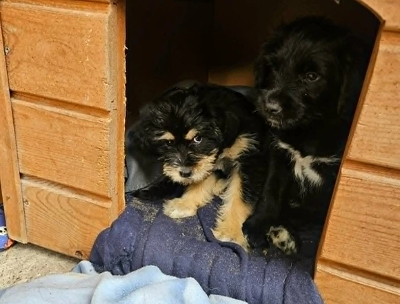 Kalina i Kobi