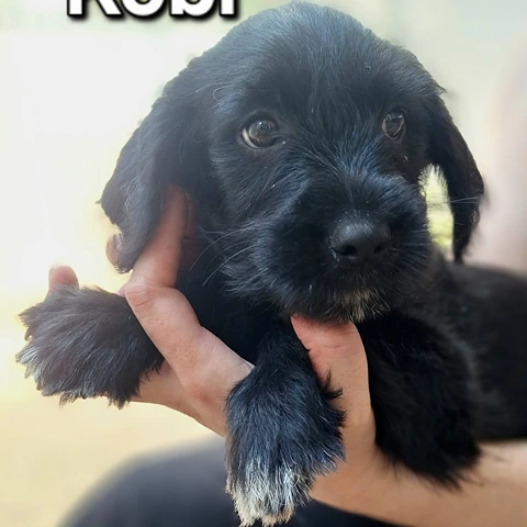 751563115_10241267553448919_2988695641742359773_n (1) Kobi
