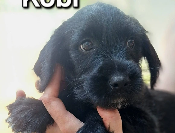 Kobi