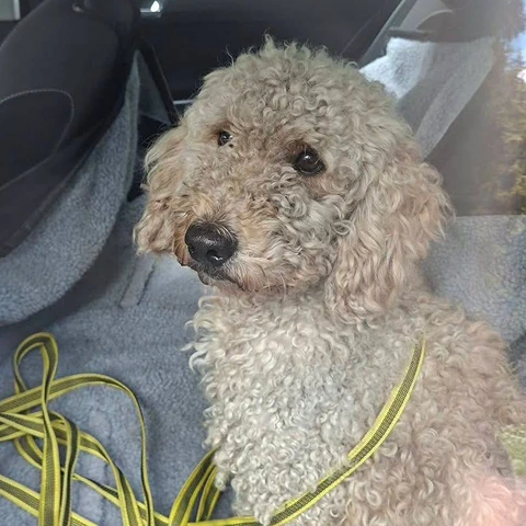 782144625_1090406293441398_7294102884074666492_n (1) Teddy