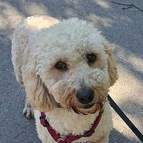 836871727_10234441336034763_3912273654481364852_n (1) Teddy