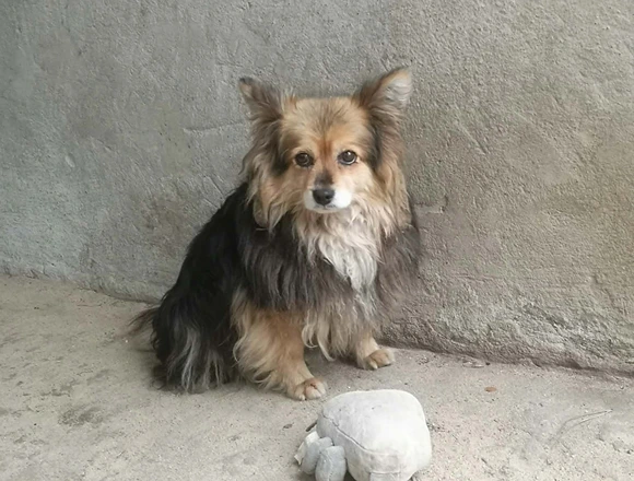 Kulka
